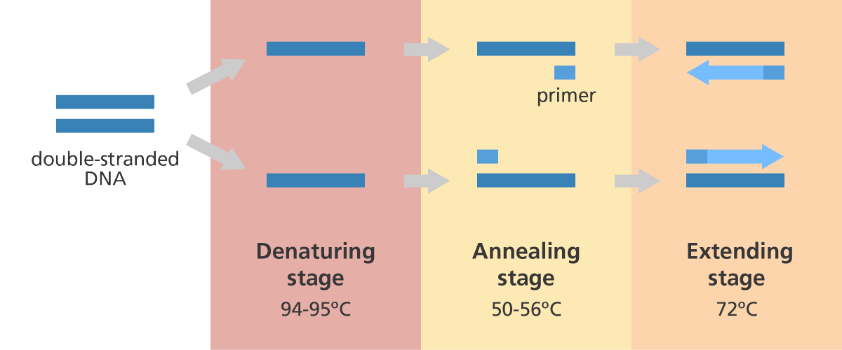 What is PCR polymerase chain reaction What is PCR polymerase chain reaction