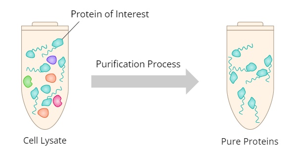 Protein Purification Process Protein Purification Process